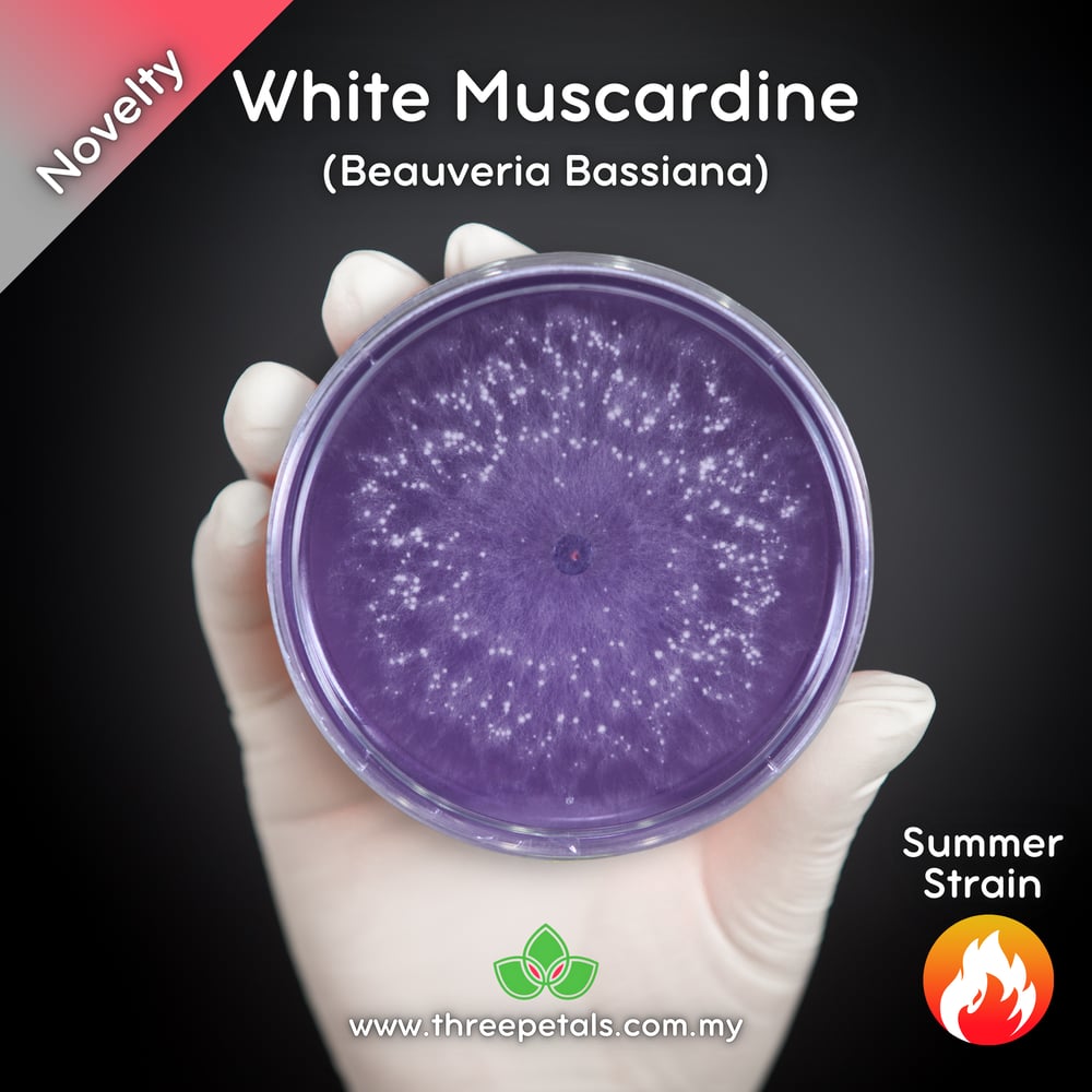 White Muscardine (Beauvaria Bassiana) Live Mycelium Mushroom Culture Spawn Seed