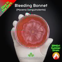 Image 2 of Bleeding Bonnet (Mycena Sanguinolenta) Live Mycelium Mushroom Culture Spawn
