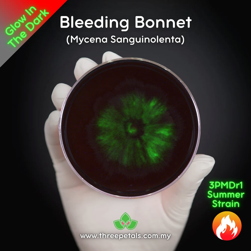 Bleeding Bonnet (Mycena Sanguinolenta) Live Mycelium Mushroom Culture Spawn