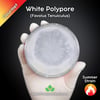 White Polypore (Favolus Tenuiculus) Live Mycelium Mushroom Culture Spawn Seed