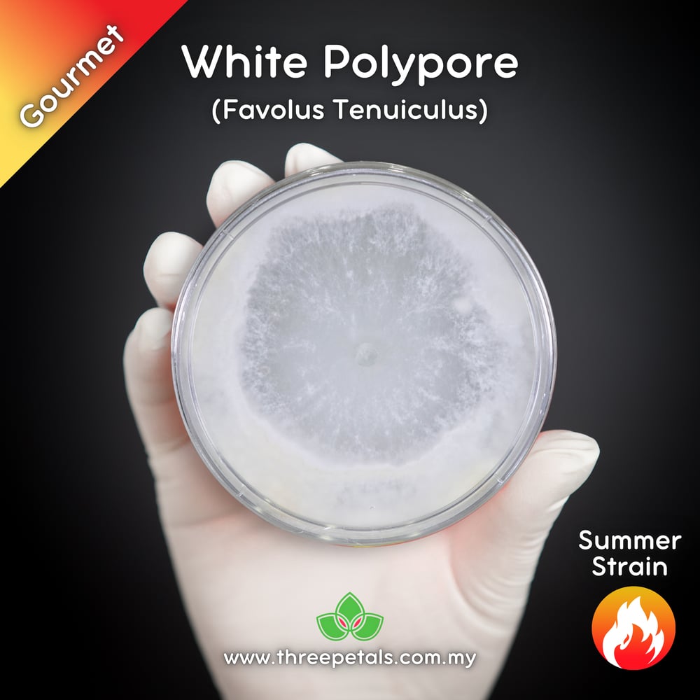 White Polypore (Favolus Tenuiculus) Live Mycelium Mushroom Culture Spawn Seed