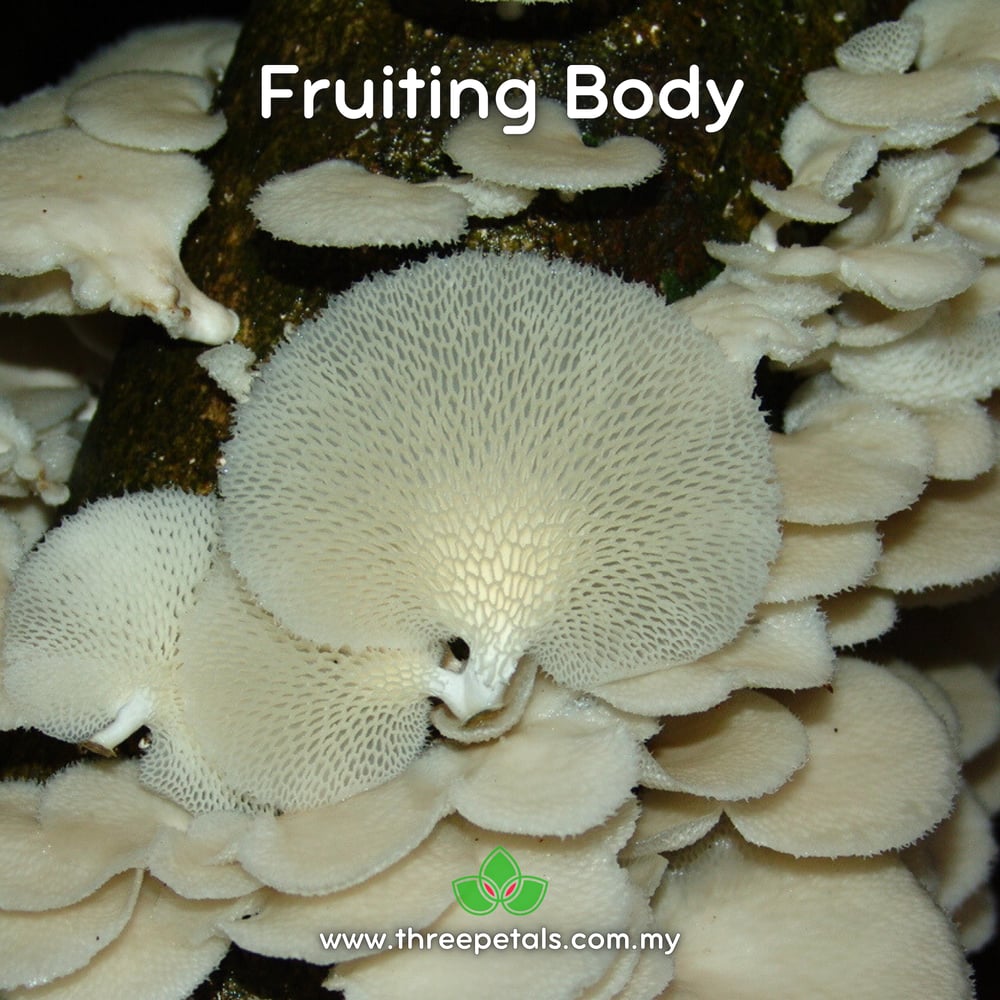White Polypore (Favolus Tenuiculus) Live Mycelium Mushroom Culture Spawn Seed