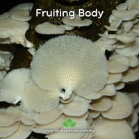 Image 2 of White Polypore (Favolus Tenuiculus) Live Mycelium Mushroom Culture Spawn Seed