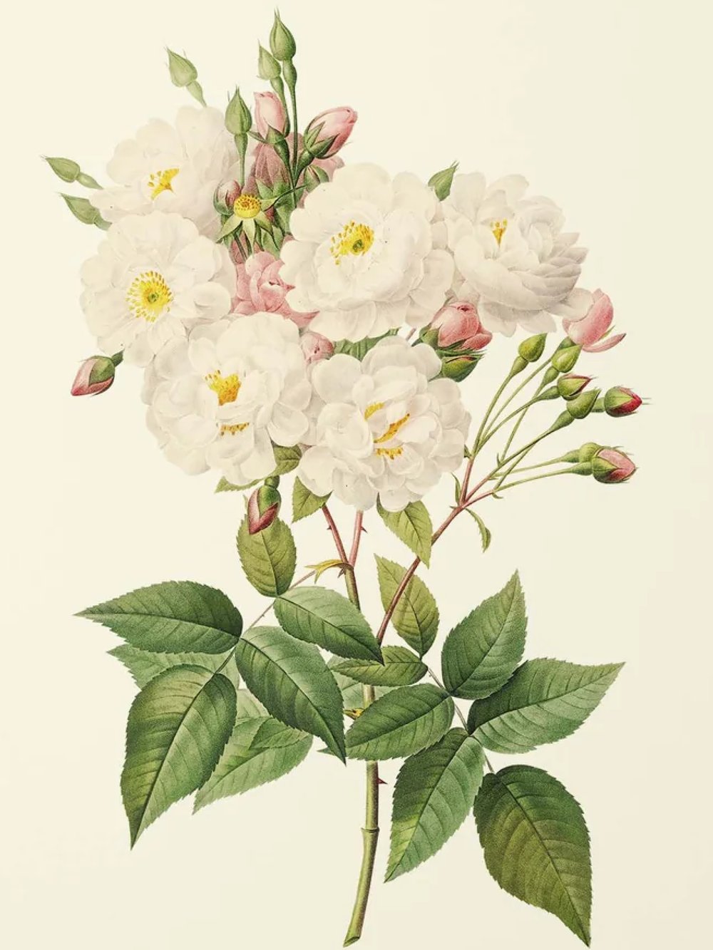 Image of REDOUTÉ