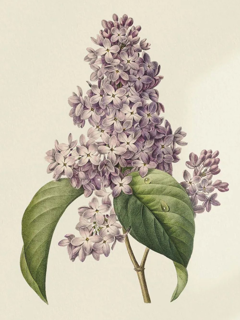 Image of REDOUTÉ