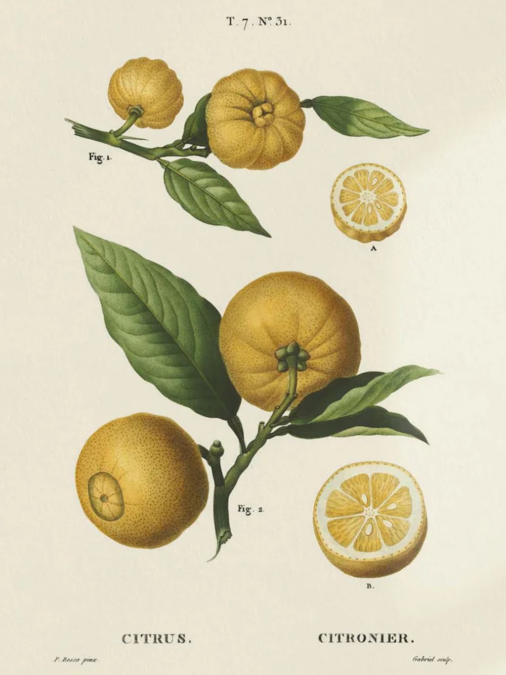 Image of REDOUTÉ