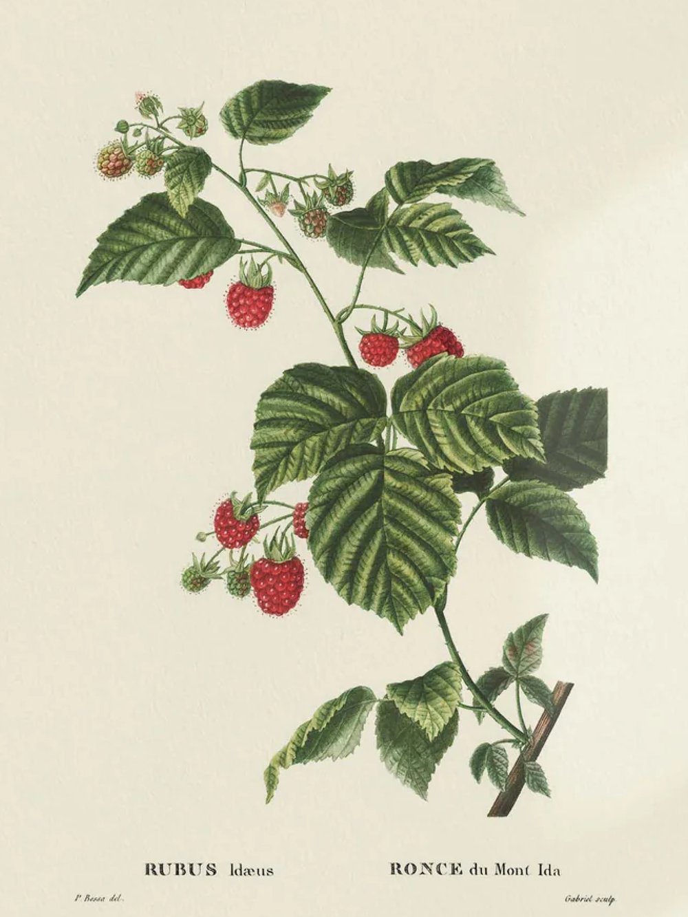 Image of REDOUTÉ