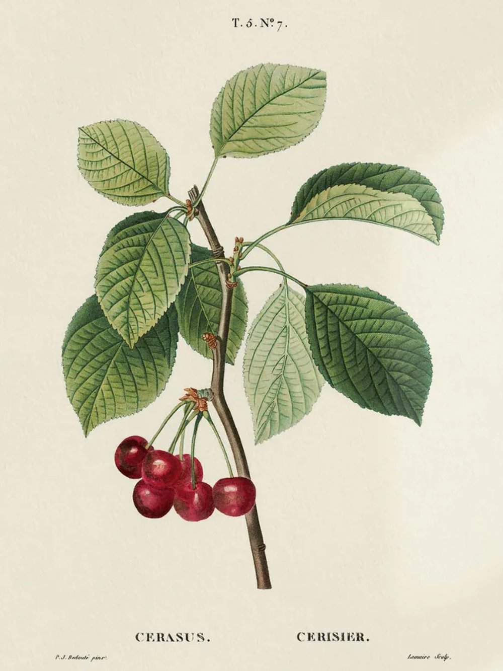 Image of REDOUTÉ