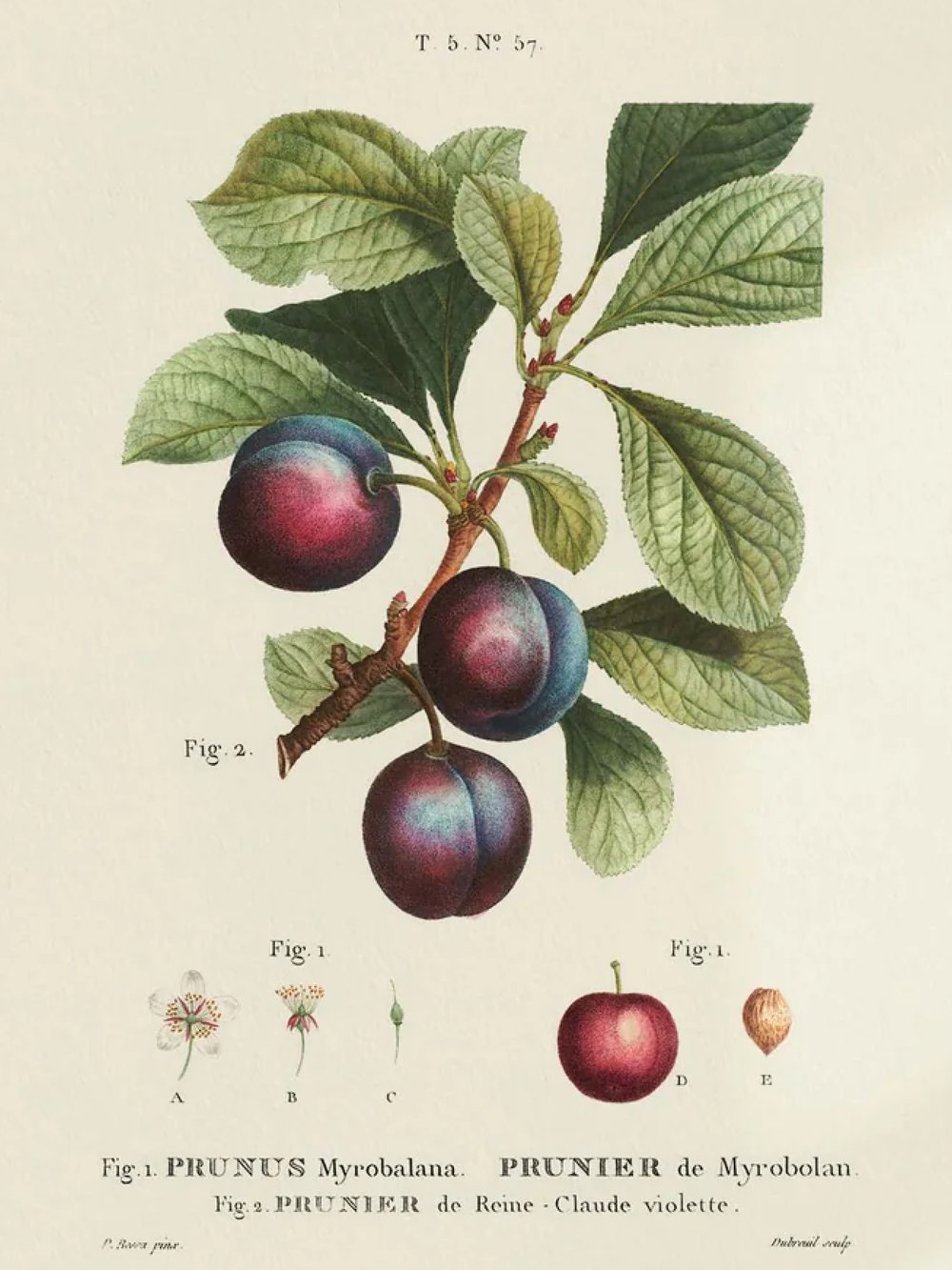 Image of REDOUTÉ