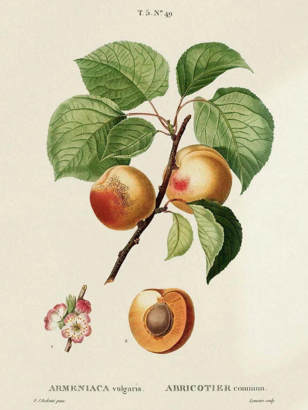 Image of REDOUTÉ