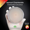 Apricot Chanterelle (Cantharellus Cuticulatus) Live Mycelium Mushroom Culture Spawn Seed