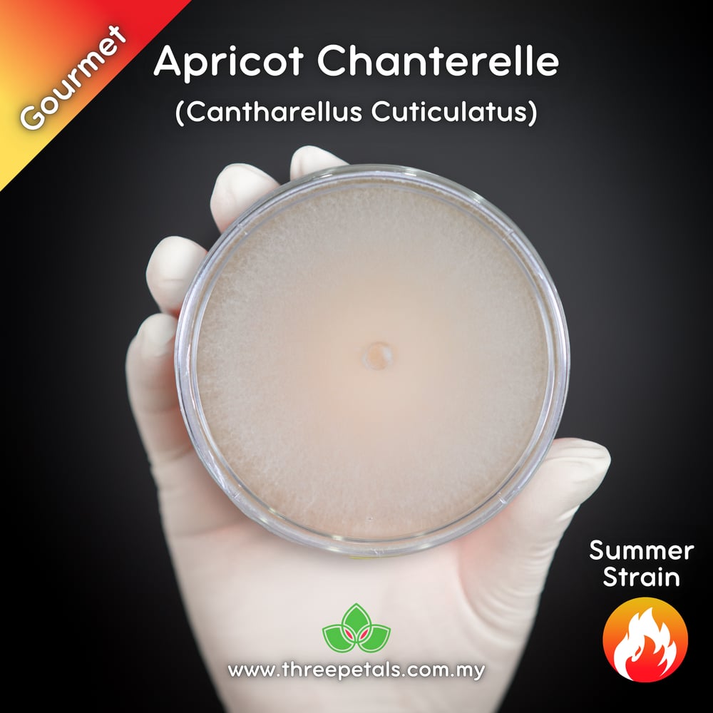 Apricot Chanterelle (Cantharellus Cuticulatus) Live Mycelium Mushroom Culture Spawn Seed