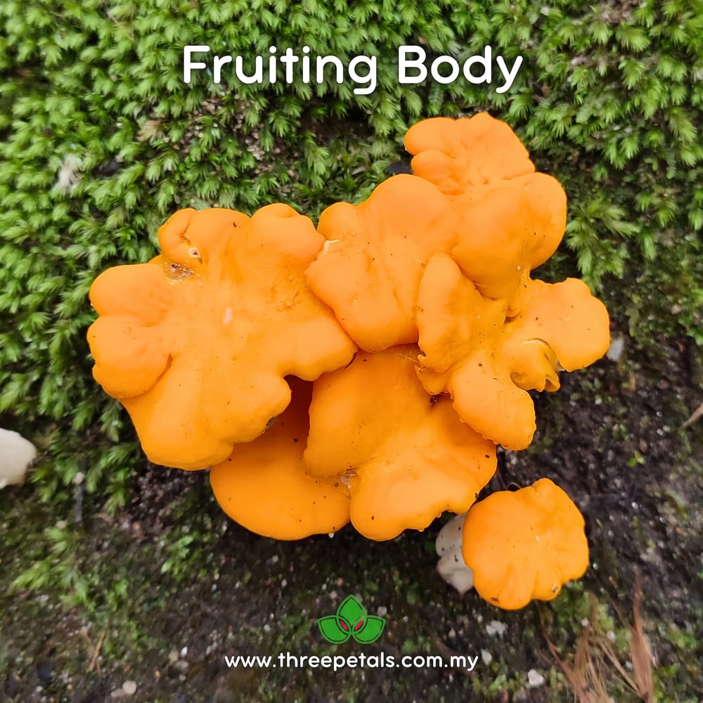 Apricot Chanterelle (Cantharellus Cuticulatus) Live Mycelium Mushroom Culture Spawn Seed