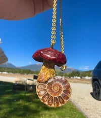 Ammonite Bolete