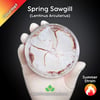 Spring Sawgill (Lentinus Arcularius) Live Mycelium Mushroom Culture Spawn Seed