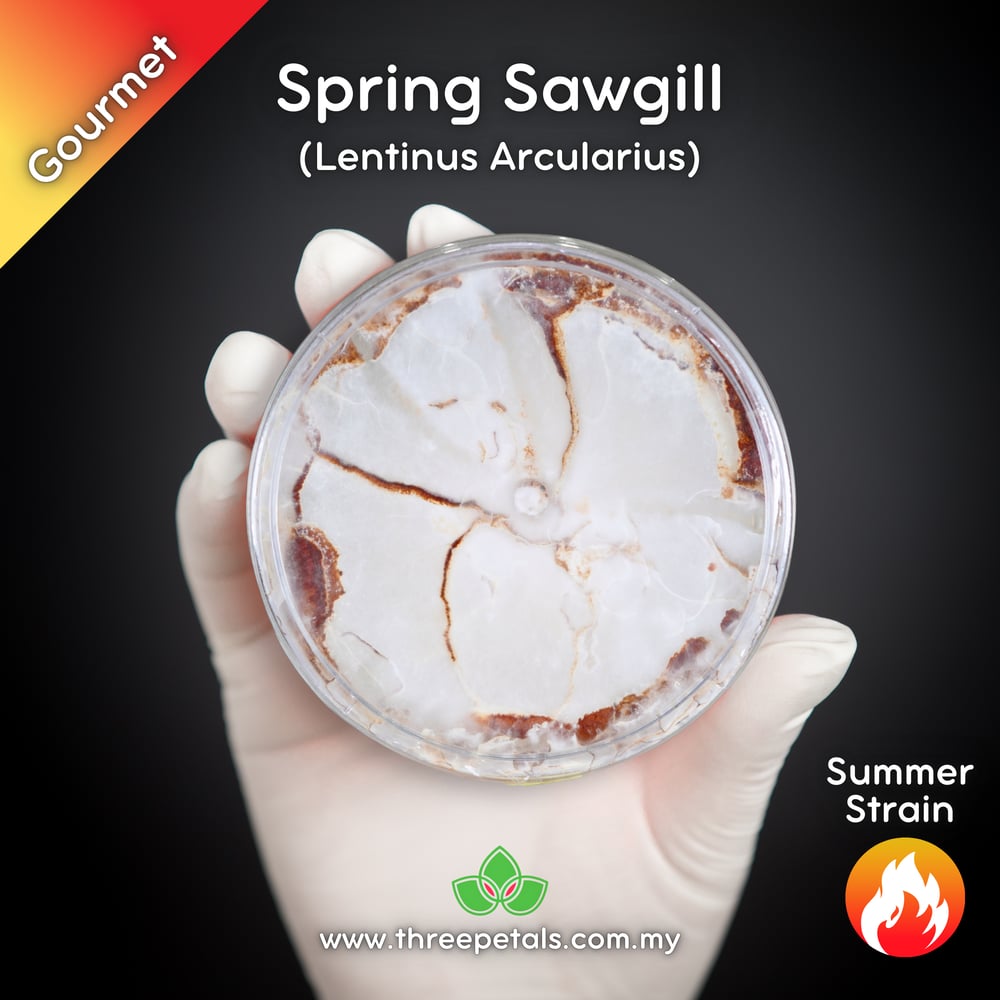 Spring Sawgill (Lentinus Arcularius) Live Mycelium Mushroom Culture Spawn Seed