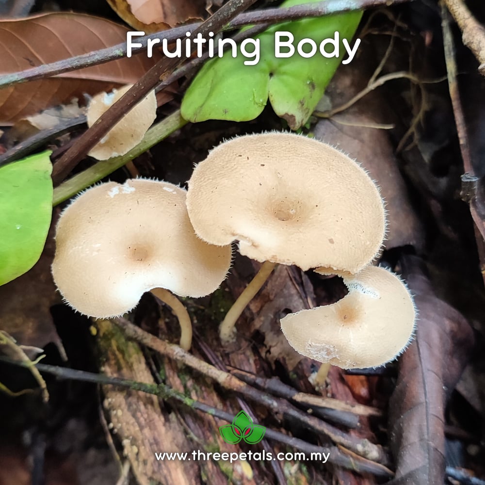 Spring Sawgill (Lentinus Arcularius) Live Mycelium Mushroom Culture Spawn Seed