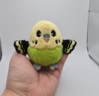 Image 5 of Indy the Worry Borb