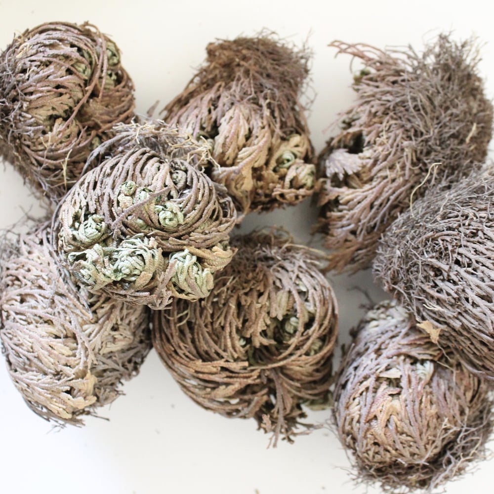 Image of Rose or Jericho