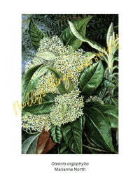 Image 4 of Exploring Artists Through Art Cards Series.... Marianne North
