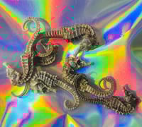 Caballito de mar