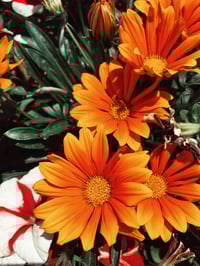 Floral