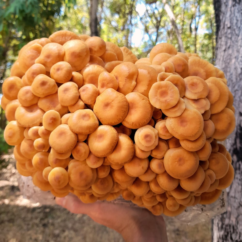 Image of Wild Enoki Grow Block