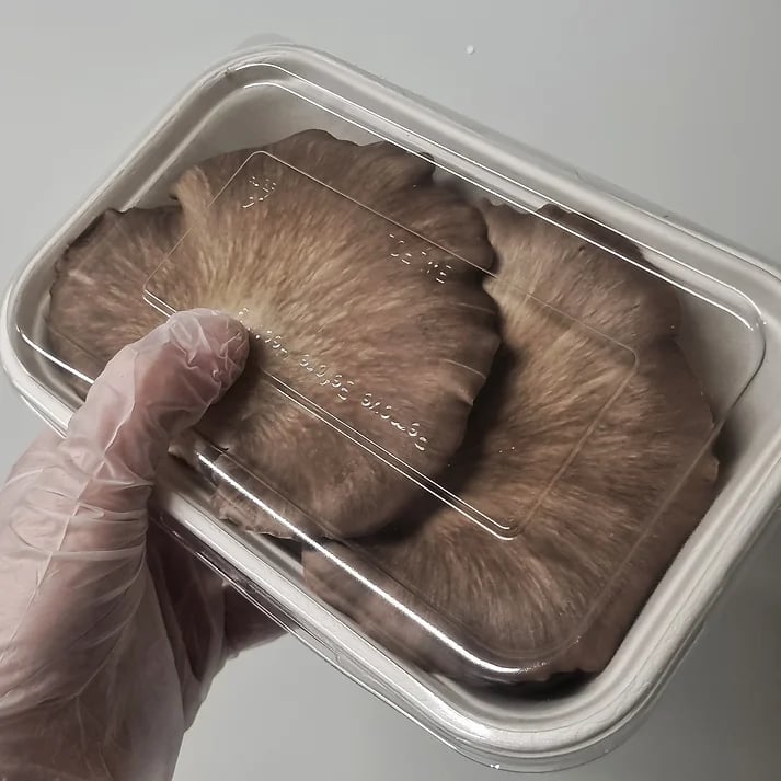 Image of Italian Oyster - Fresh 500g