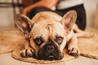 Image 4 of for the LOVE of your FURBABIES