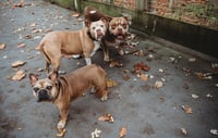 Image 2 of for the LOVE of your FURBABIES