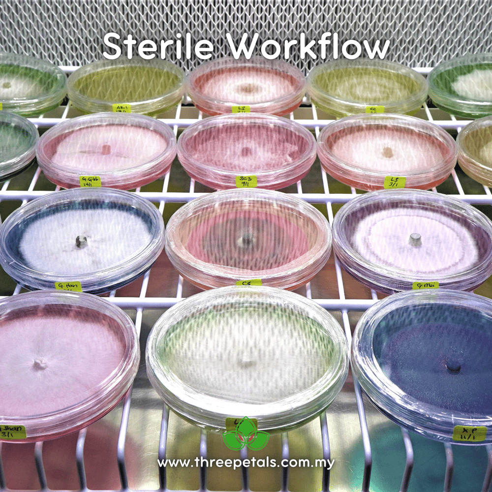Striated Termite (Termitomyces Striatus) Live Mycelium Mushroom Culture Spawn Seed