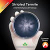 Striated Termite (Termitomyces Striatus) Live Mycelium Mushroom Culture Spawn Seed