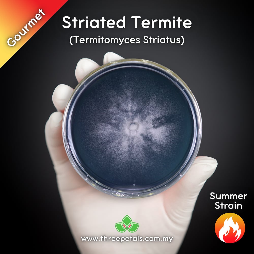 Striated Termite (Termitomyces Striatus) Live Mycelium Mushroom Culture Spawn Seed