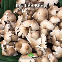 Image 2 of Striated Termite (Termitomyces Striatus) Live Mycelium Mushroom Culture Spawn Seed