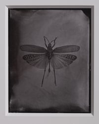 Image 2 of Pymatheus Aggrotus 