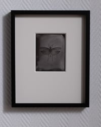 Image 1 of Pymatheus Aggrotus 