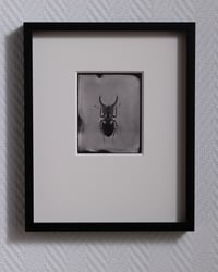 Image 1 of Stag Beetle 