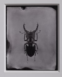 Image 2 of Stag Beetle 
