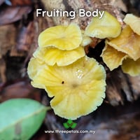 Image 2 of Golden-gilled (Gerronema Strombodes) Live Mycelium Mushroom Culture Spawn Seed