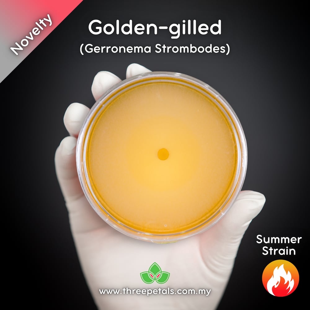 Golden-gilled (Gerronema Strombodes) Live Mycelium Mushroom Culture Spawn Seed
