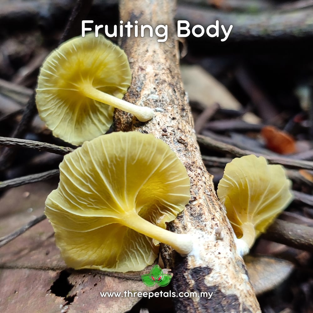Golden-gilled (Gerronema Strombodes) Live Mycelium Mushroom Culture Spawn Seed