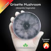 Grisette Mushroom (Amanita Vaginata) Live Mycelium Mushroom Culture Spawn Seed