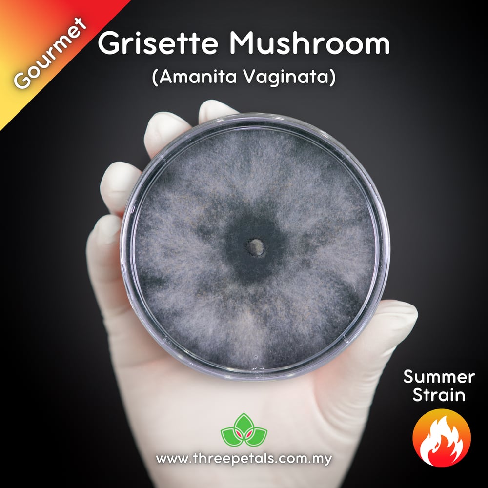 Grisette Mushroom (Amanita Vaginata) Live Mycelium Mushroom Culture Spawn Seed