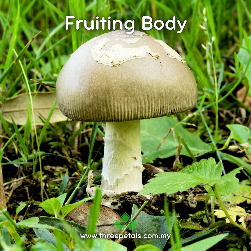 Grisette Mushroom (Amanita Vaginata) Live Mycelium Mushroom Culture Spawn Seed