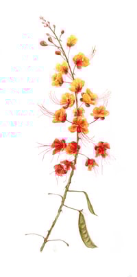 Rihanna V - Pride of Barbados by Danika Ostrowski - Original Illustration