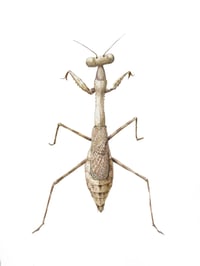 Mantis by Danika Ostrowski - Original Illustration