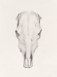 Cow Skull Top by Danika Ostrowski - Original Illustration