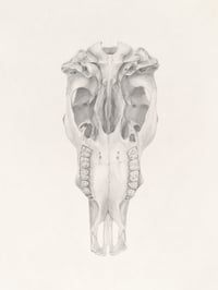 Cow Skull Bottom by Danika Ostrowski - Original Illustration