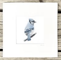 Blue Jay by Danika Ostrowski - Fine Art Print