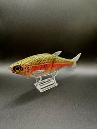 Image 3 of HinK.O. Shad Jr ~ Rainbow Trout ~ Slick Baits